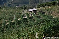 VBS_5672 - C'è un mare di velluto verde! E tu che sognavi di andare lontano... Quanta meraviglia, quì!